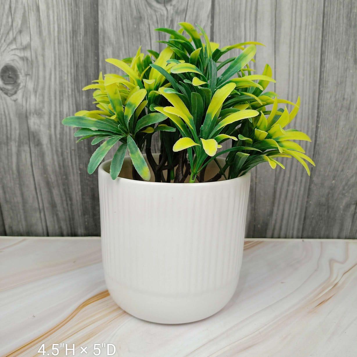 PLANTS