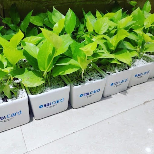 PLANTS